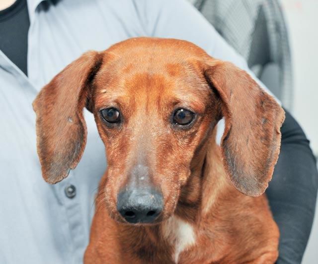 Oscar